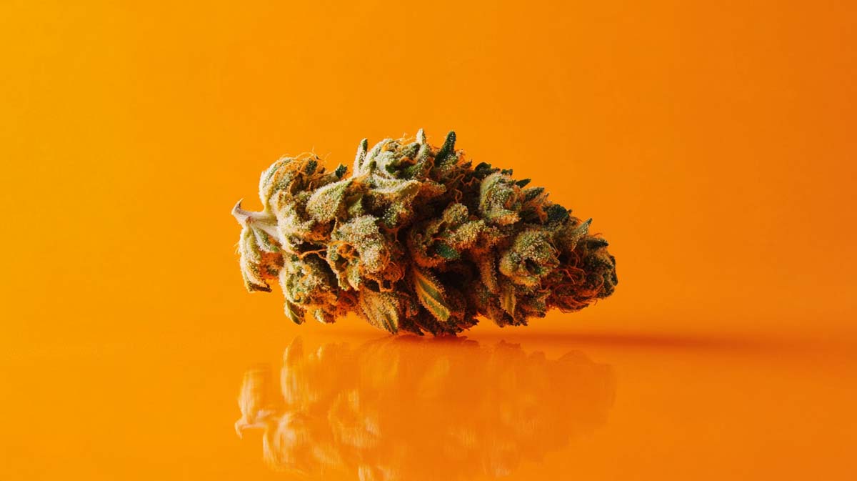 Gelato Og