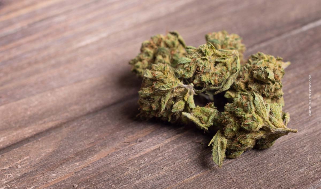 cannabis-sorte-blute-bud-blute-tisch-shop-thc-aroma-indica