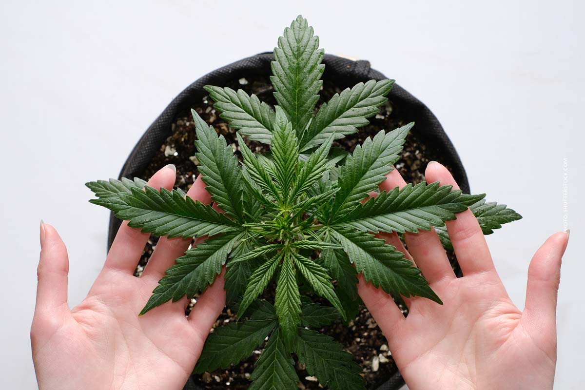 cannabis-anbau-wachstum-mehr-ertrag-tipps-schritte-anleitung-pflanze-hand-pflege