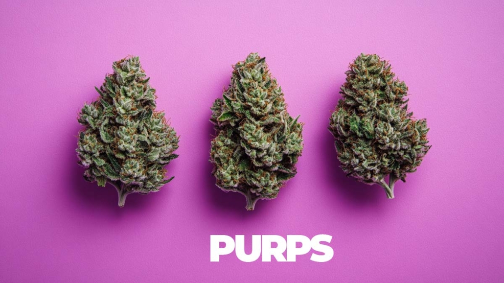 purps-lila-sorten-topliste-namen-wirkung-story-infografik-3-strains-blueten