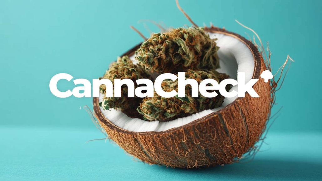 cannacheck-preis-vergleich-cannabis-kokos-cookie-beliebte-sorte-3-buds-in-kokosnuss