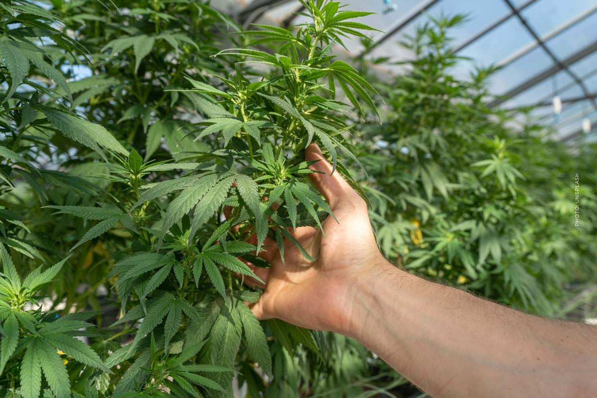 cannabis-plantage-deutschland-anbau-hanf-weed-marke-produktion-hersteller-cannazen-hand-pruefen-pflanze-wachstum
