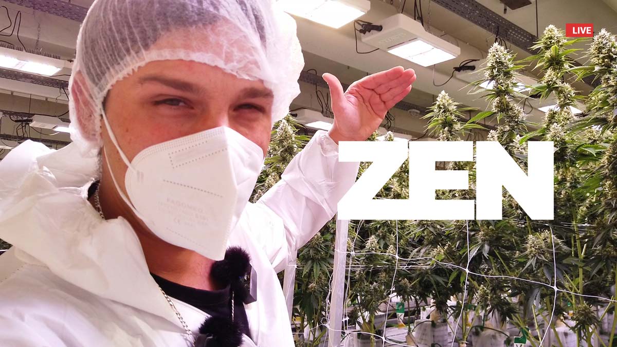 weedland-cannabis-plantage-gorilla-zkittlez-ernte-blueten-lollipopping-scrog-methode