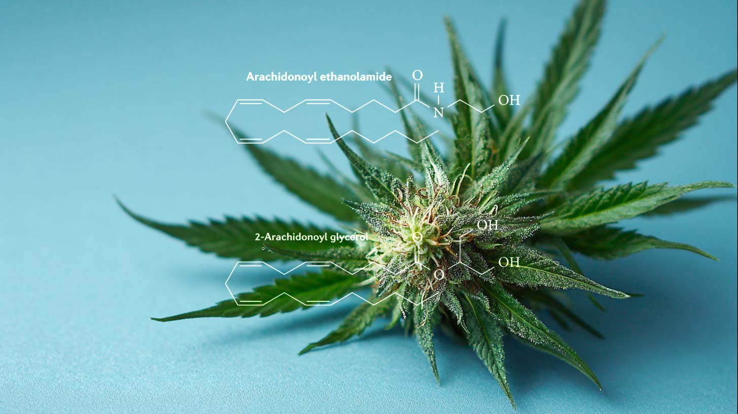 endocannabinoid-cannabis-wirkung-effekt-weed-molekul-chemie-blute-blatt-pflanze